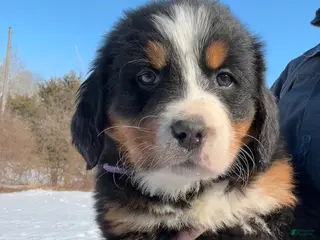 Bernese Mountain Dog dogs Serena - Ad 42