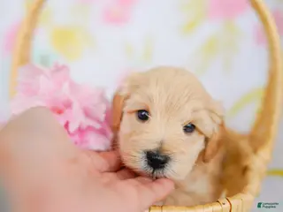 Schnoodle dogs Tanker - Ad 3