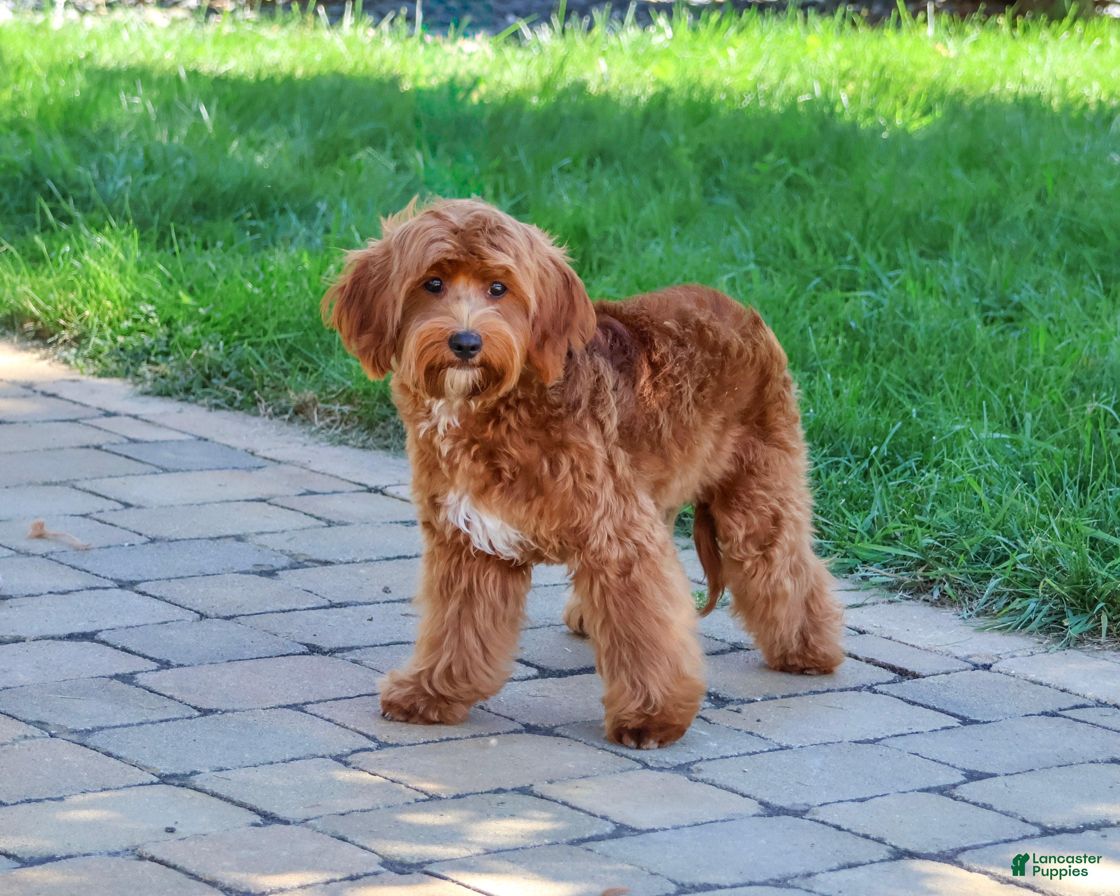 Cavapoo dogs Kelsie - Ad 1