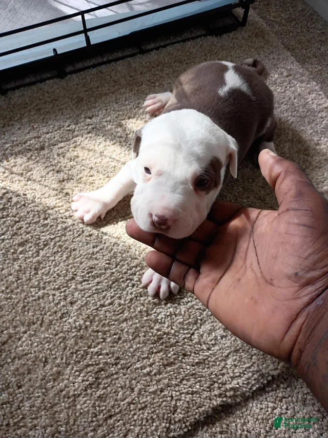 American Pit Bull Terrier 8 American Pit Bull Terrier for sale in ...