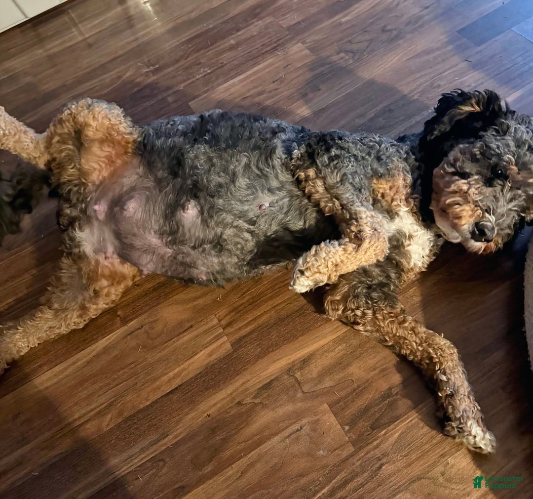 Bernedoodle dogs for sale: Doll baby  - Ad 8