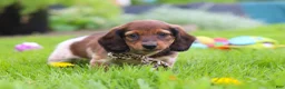 Miniature Dachshund dogs for sale: Tony - Ad 6