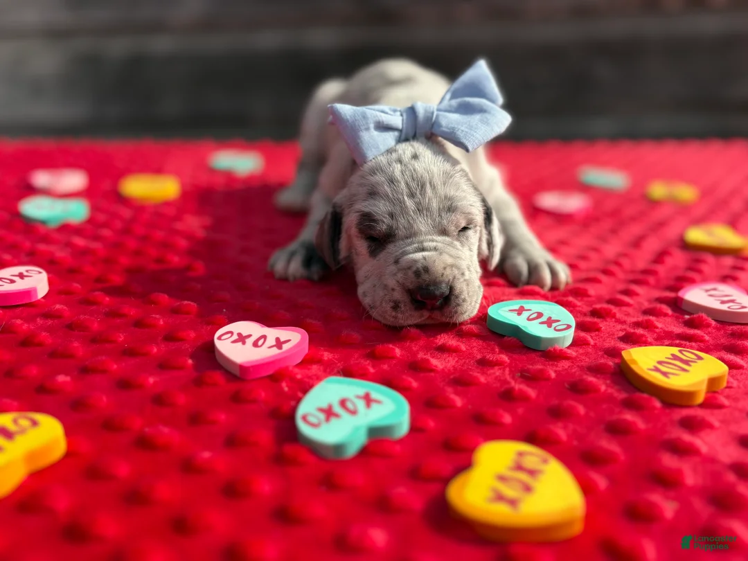 Great Dane dogs for sale: Great Dane - Blue - Ad 2