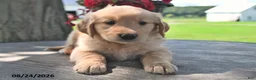 Golden Retriever dogs for sale: Tawny - Ad 3