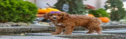 Cavapoo dogs for sale: Clover - Ad 10