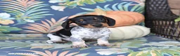 Miniature Dachshund dogs for sale: Hickory - Ad 4