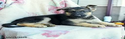 German Shepherd dogs for sale: Athena - Ad 2