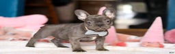 French Bulldog dogs for sale: Jackie - Ad 5