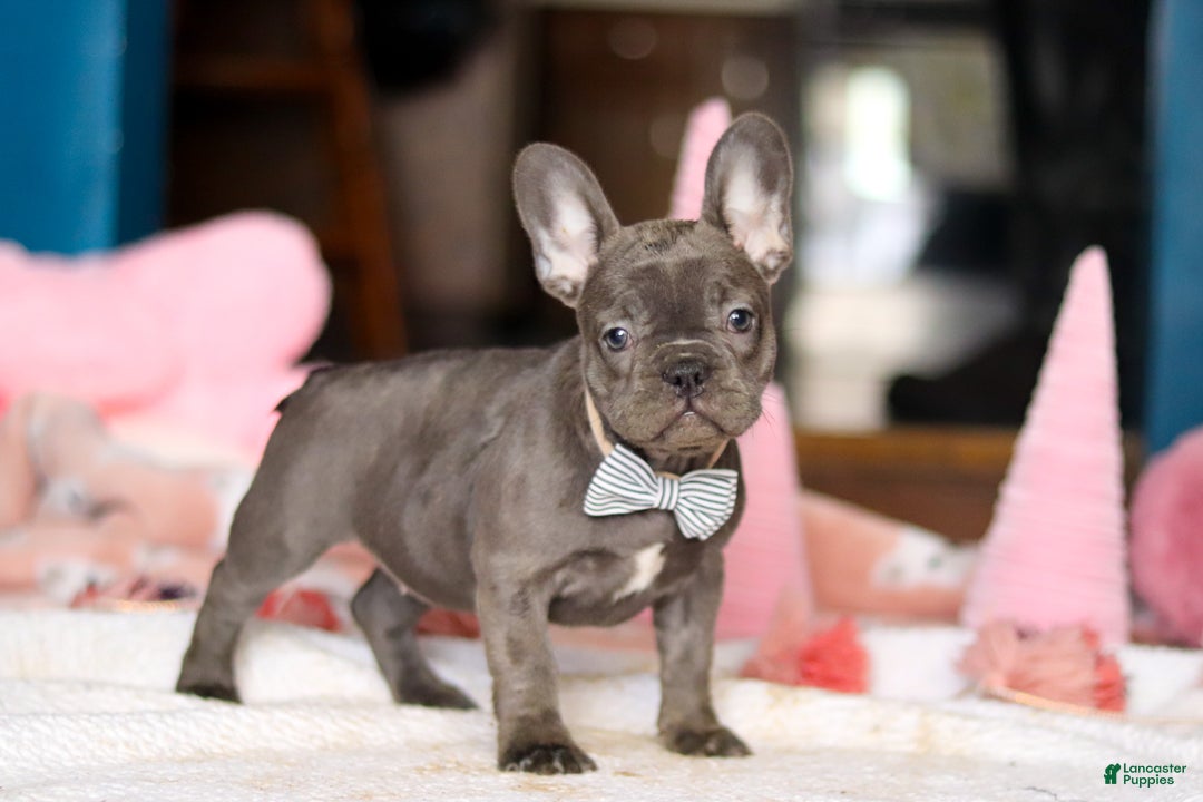 French Bulldog dogs for sale: Jackie - Ad 5