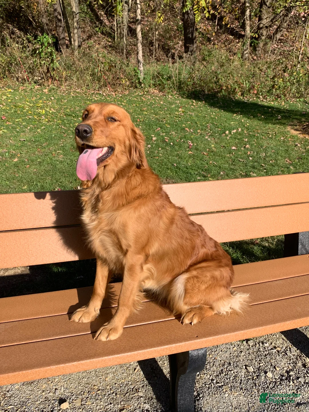 Golden Retriever dogs for sale: King - Ad 6