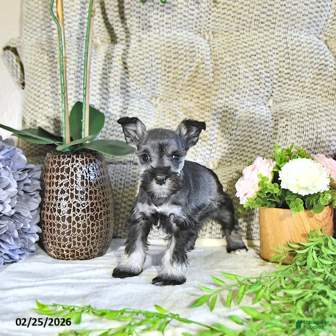 Miniature Schnauzer dogs for sale: Kimber - Ad 2