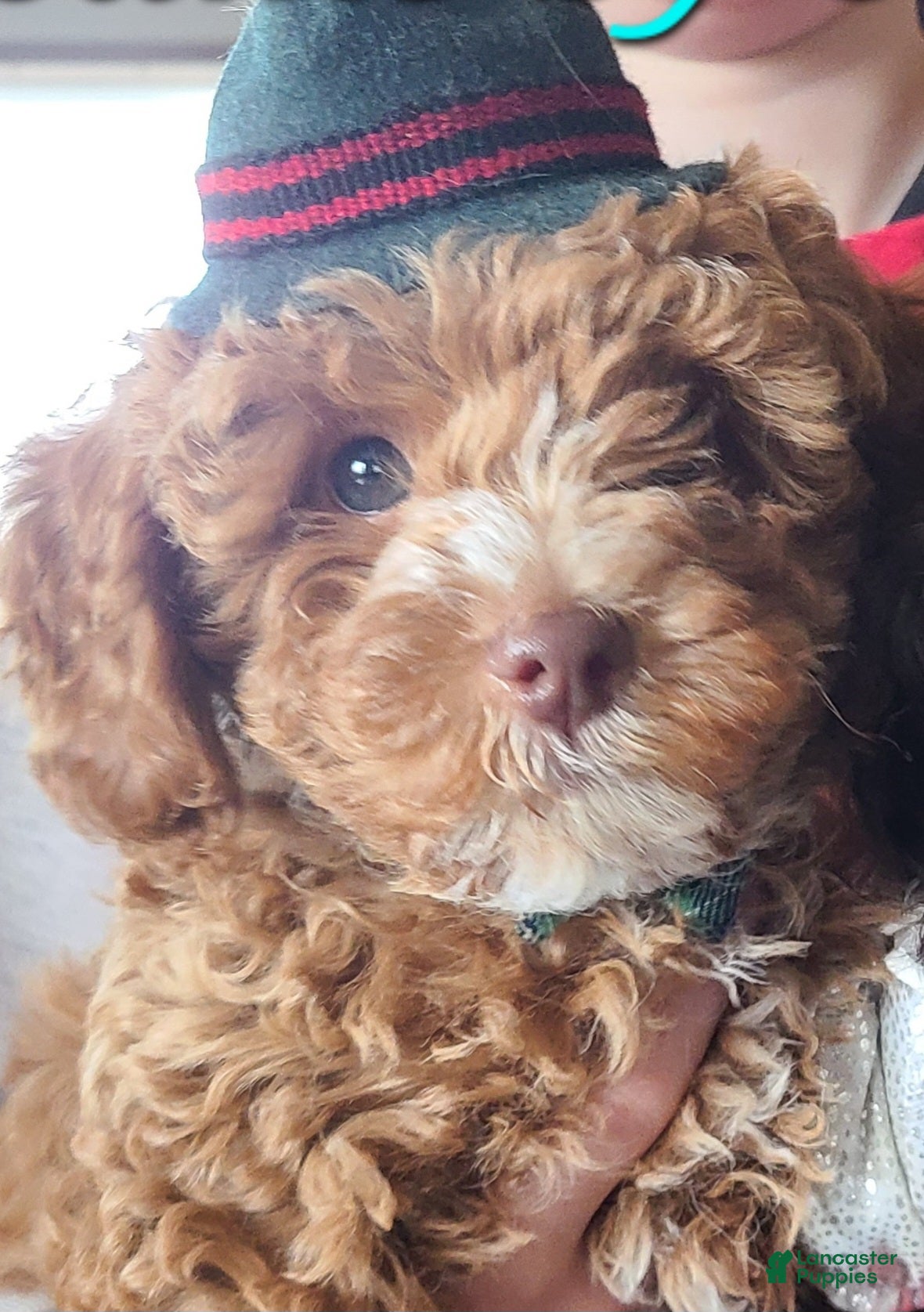 Miniature Poodle dogs Buck - Ad 9