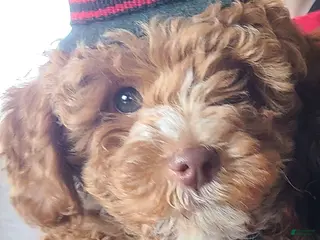 Miniature Poodle dogs Buck - Ad 9