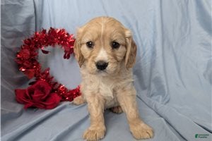 Mixed Breed dogs Cooper - Ad 1