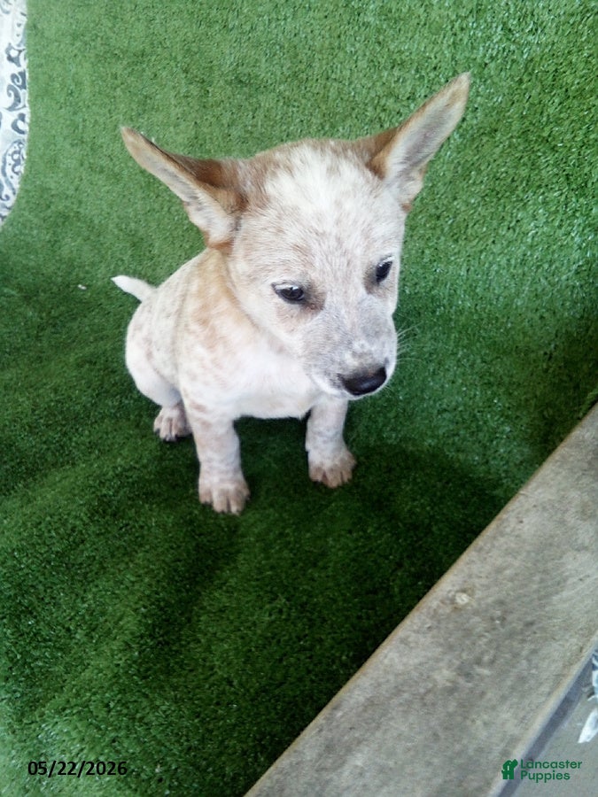 Australian Cattle Dog dogs Max - Ad 1