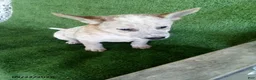 Australian Cattle Dog dogs for sale: Max - Ad 1