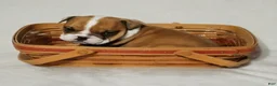 English Bulldog dogs for sale: English Bulldog Puppy 1 - Ad 5