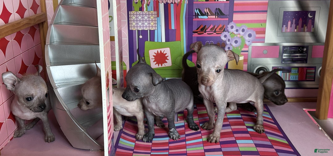 Mixed Breed dogs for sale: Cleopatra  - Ad 86