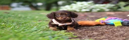 Miniature Dachshund dogs for sale: Zoey - Ad 1