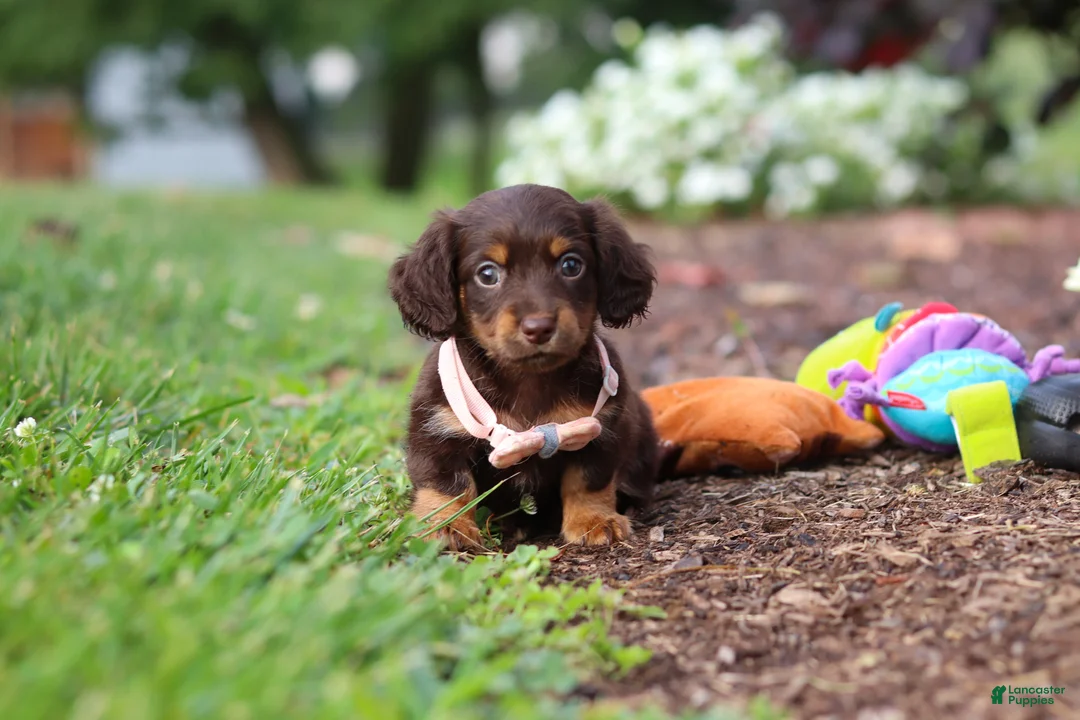 Miniature Dachshund dogs for sale: Zoey - Ad 1