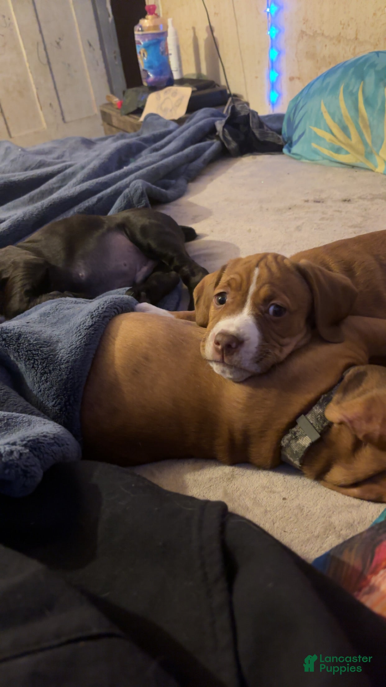 Mixed Breed dogs Little miss piglet  - Ad 32