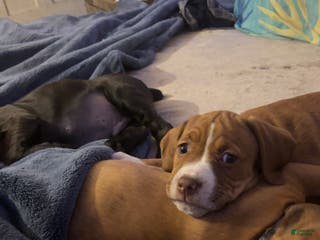 Mixed Breed dogs Little miss piglet - Ad 32