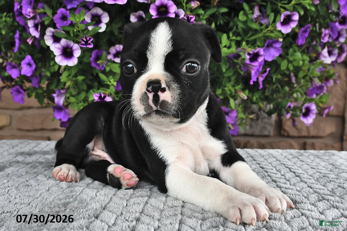 Boston Terrier dogs Kyle - Ad 2