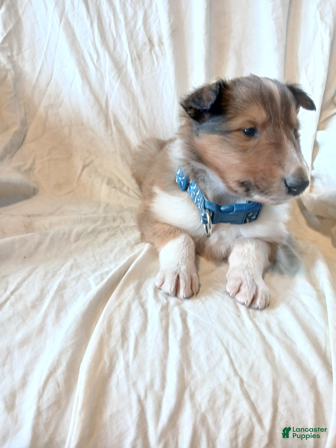 Collie dogs for sale: Brownie - Ad 3