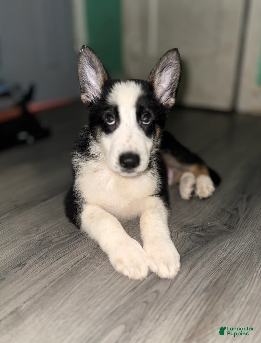 German Shepherd dogs for sale: Rudolph  - Ad 1