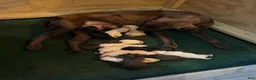 Labrador Retriever dogs for sale: Lab  - Ad 2