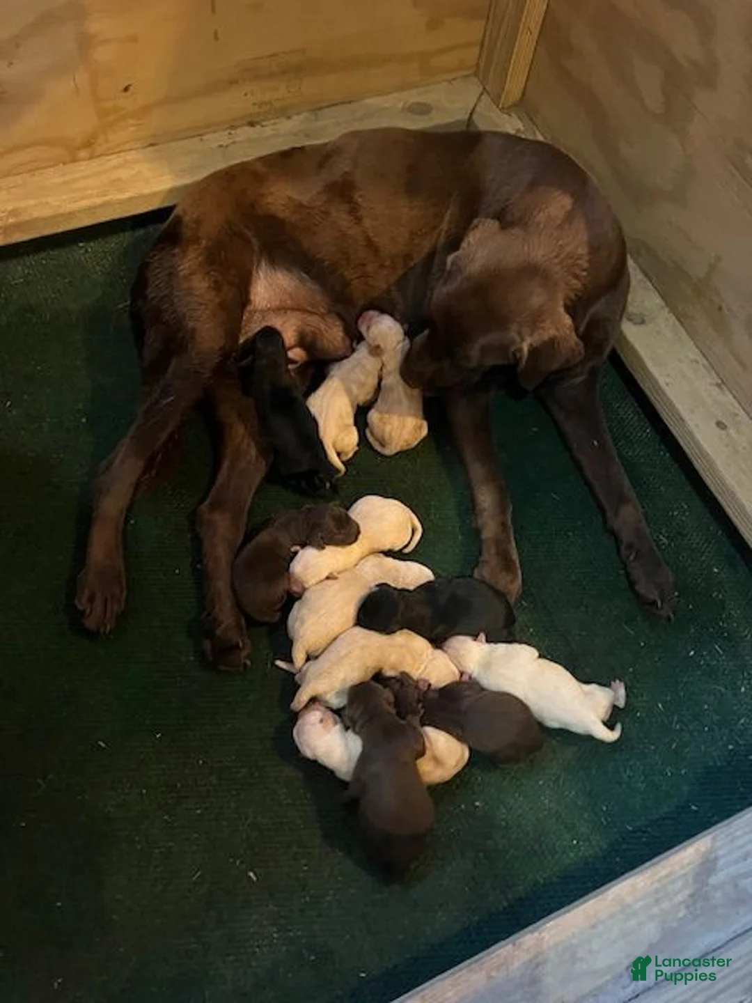 Labrador Retriever dogs for sale: Lab  - Ad 2