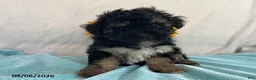 Yorkiepoo dogs for sale: Spencer - Ad 4