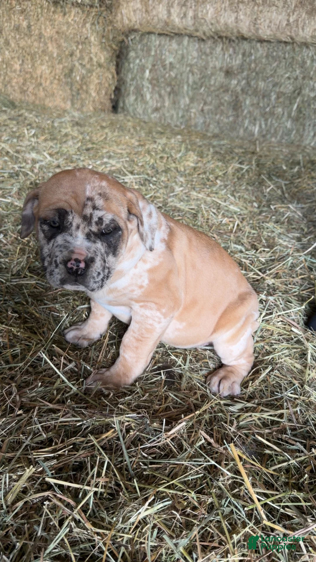 English Mastiff dogs for sale: English Mastiff Puppy 5 - Ad 2