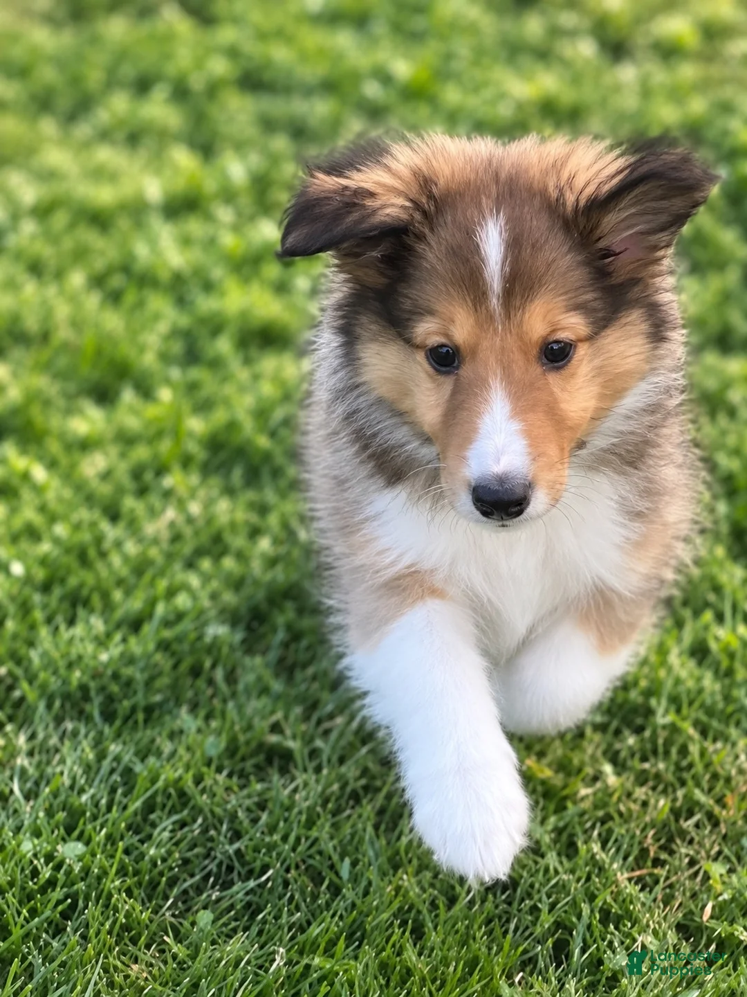 Shetland Sheepdog dogs for sale: Joey - Ad 1