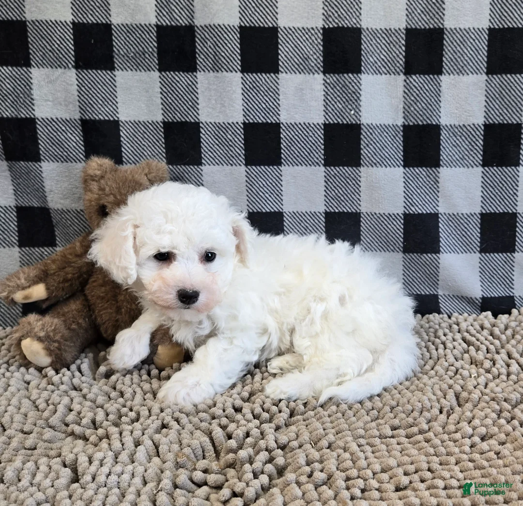 Bichon Frise dogs for sale: Belle - Ad 8