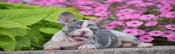 French Bulldog dogs for sale: Laura - Blue Eyed Merle!! - Ad 4