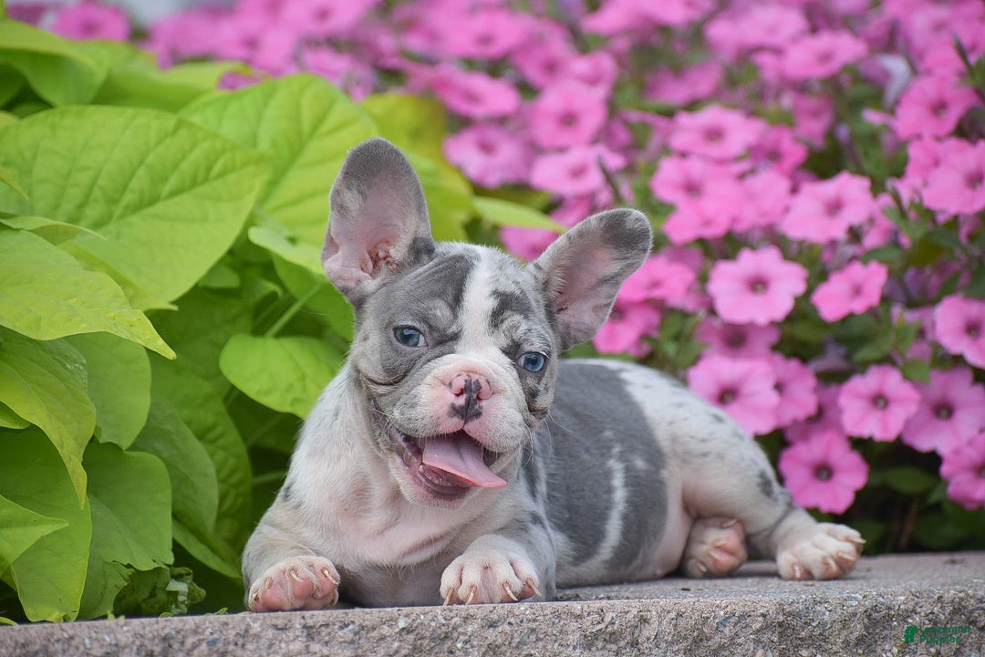 French Bulldog dogs for sale: Laura - Blue Eyed Merle!! - Ad 4