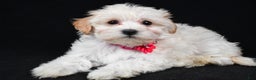 Maltipoo dogs for sale: Tabbi - Ad 2