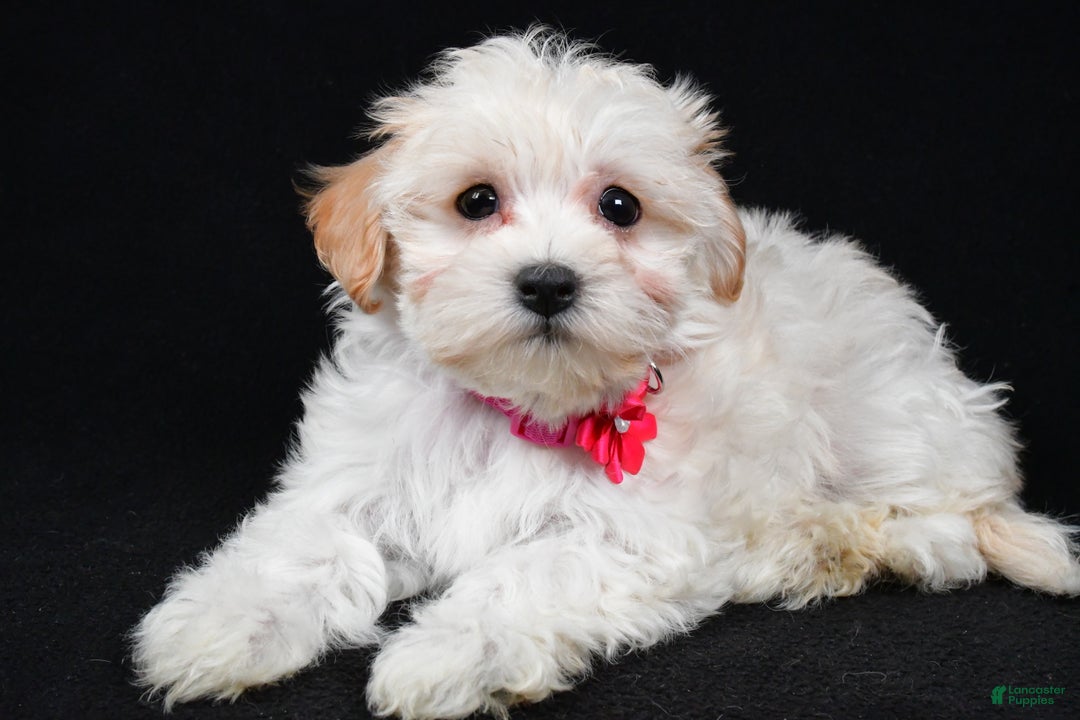 Maltipoo dogs for sale: Tabbi - Ad 2