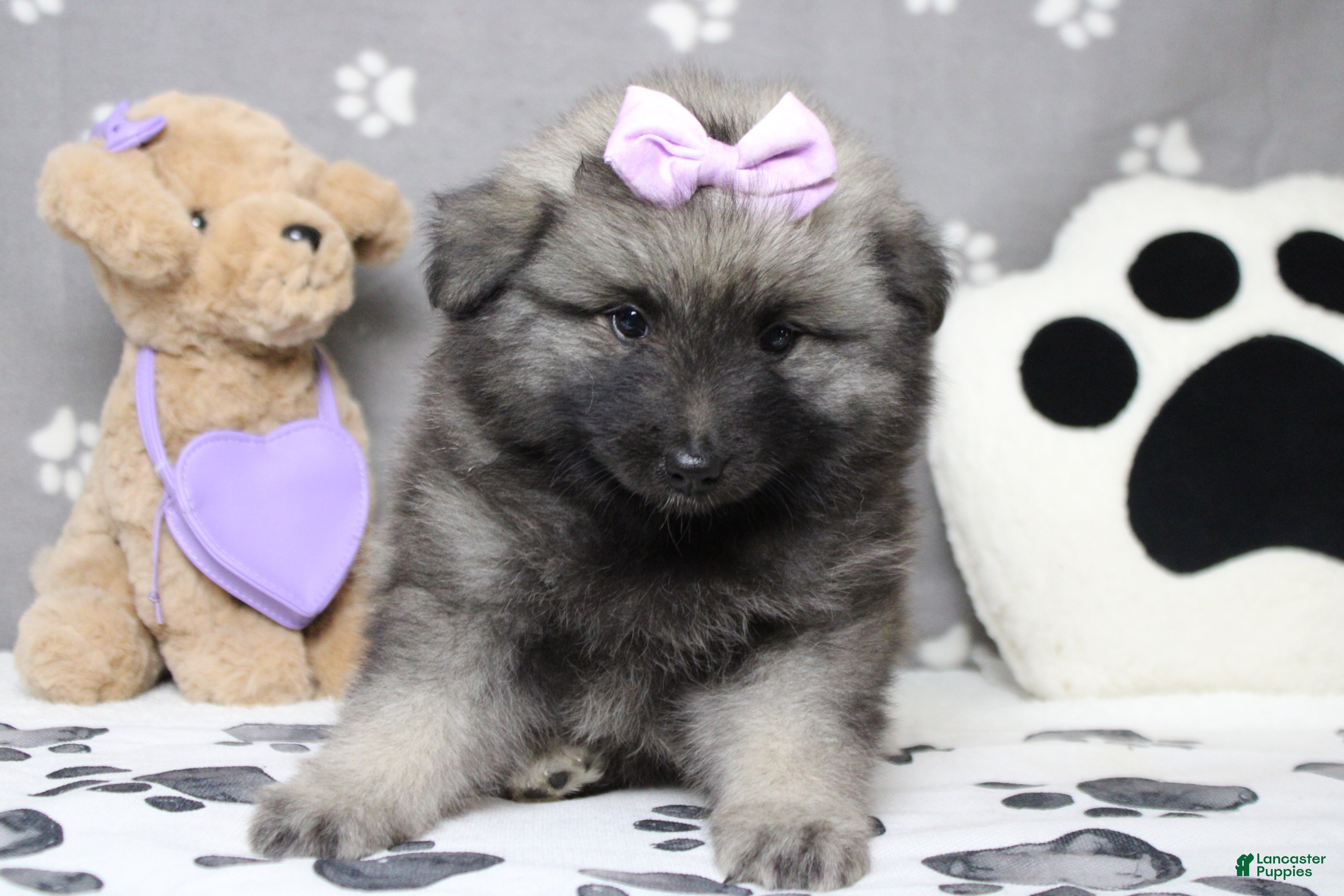 Keeshond dogs Thelma  - Ad 1