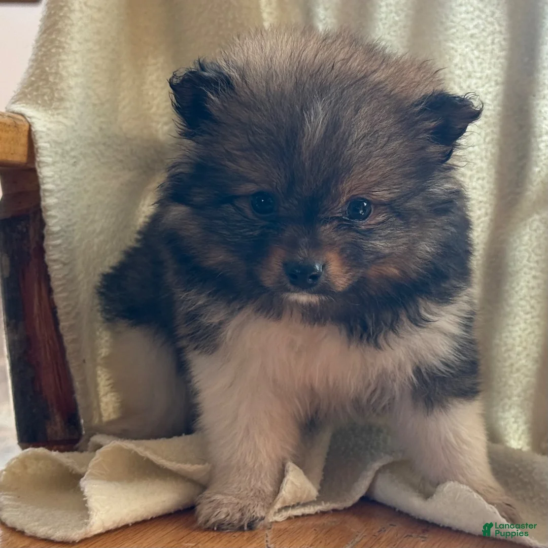 Pomeranian dogs for sale: Keisha - Ad 6