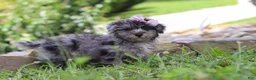 Yorkiepoo dogs for sale: Stella - Ad 6