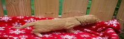 Goldendoodle dogs for sale: Ebony - Ad 4