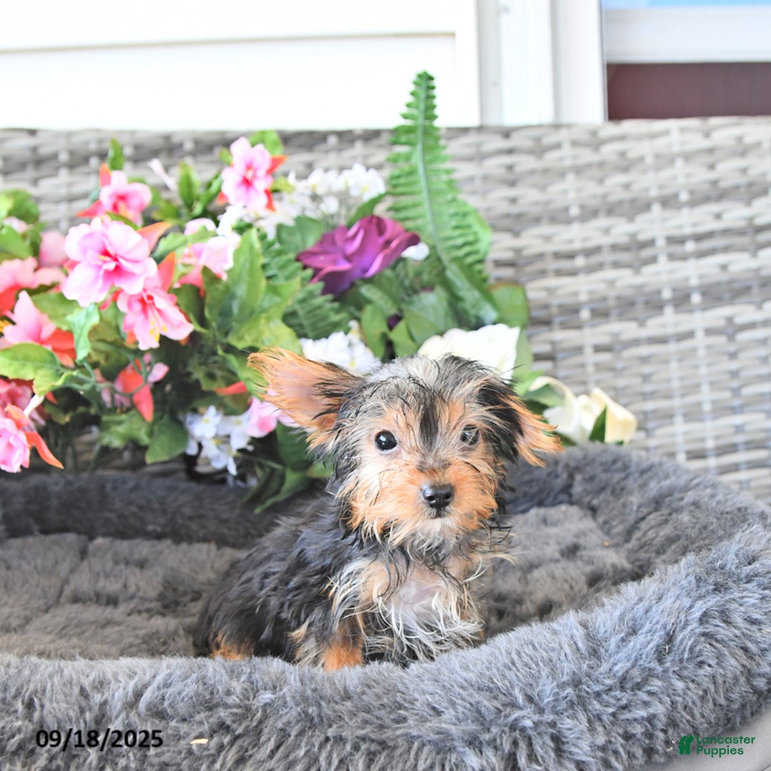 Yorkshire Terrier dogs for sale: Lorance - Ad 1