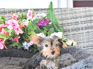 Yorkshire Terrier dogs Lorance - Ad 1