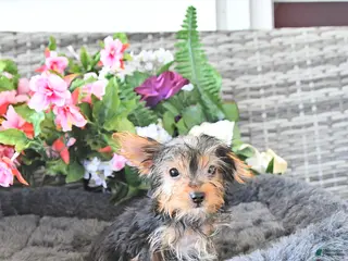 Yorkshire Terrier dogs Lorance - Ad 5