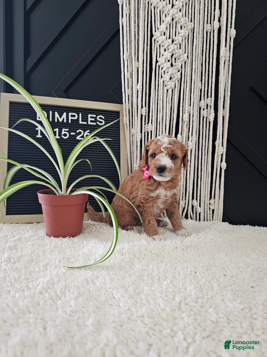 Mini Goldendoodle dogs for sale: Dimples - Ad 2