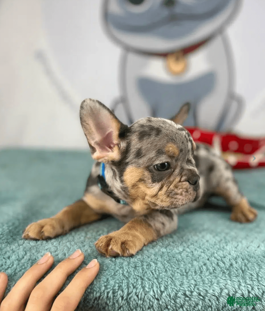 French Bulldog dogs Mia - Ad 27