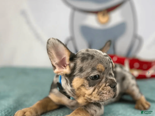 French Bulldog dogs Mia - Ad 25