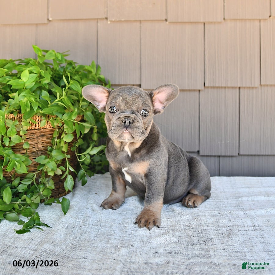 French Bulldog dogs for sale: Twila - Ad 4